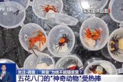 韶关@铲屎官们 养“异宠”或危害国家安全 这些行为违法了